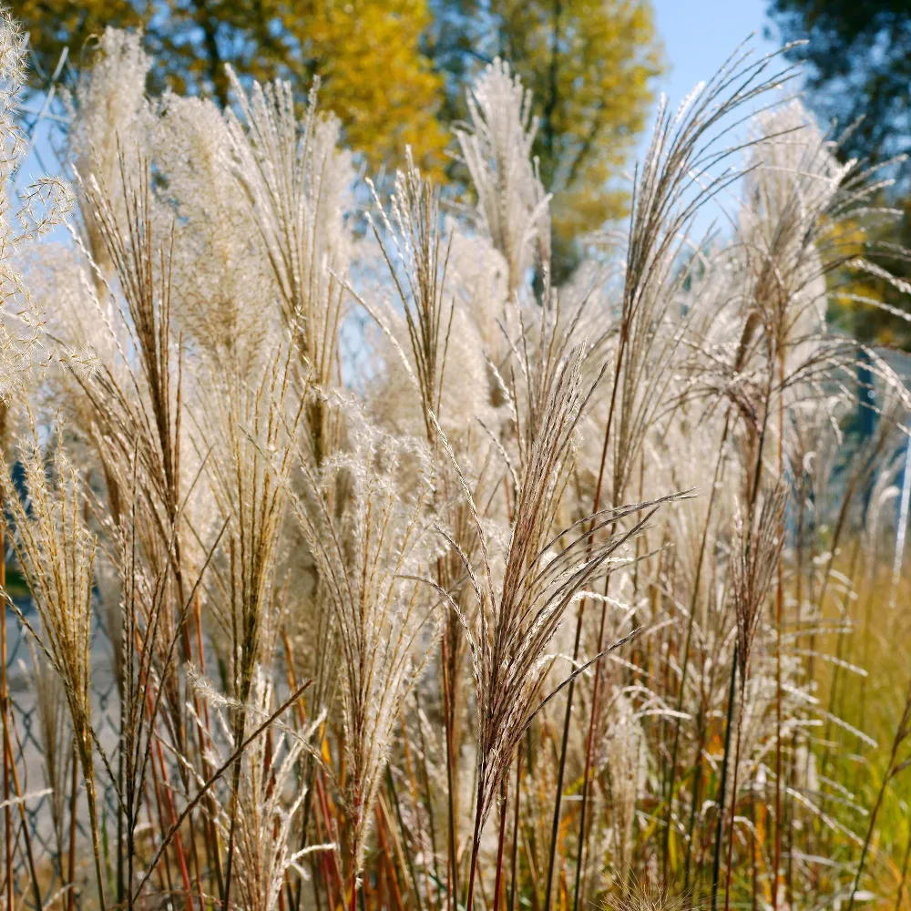 Eulalie Malepartus Miscanthus sinensis malepartus