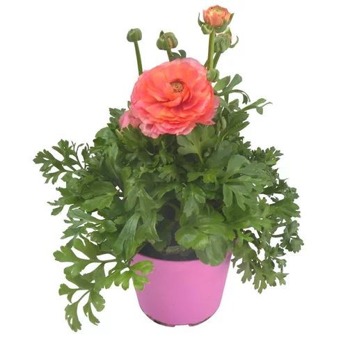 Renoncule à fleurs doubles - Le pot de 1 litre