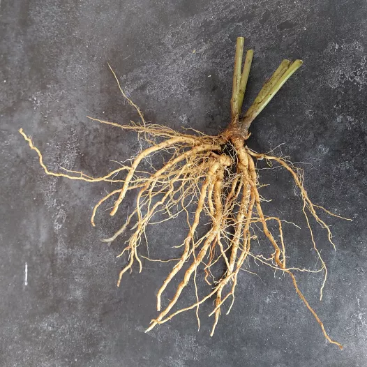 Ashwagandha - Ginseng indien | Aromatiques