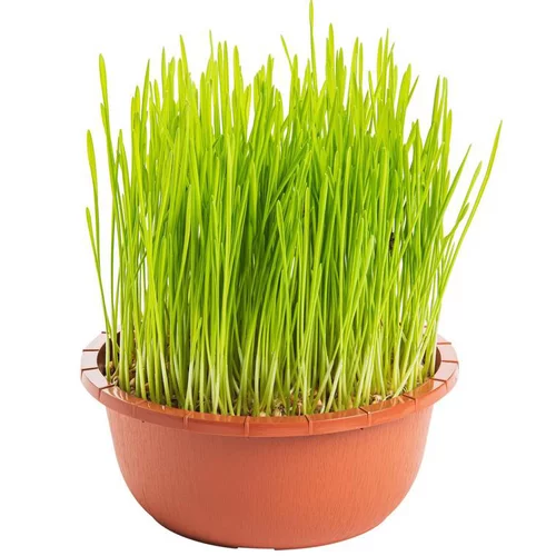 Herbe A Chat Bio. La coupe de diamètre 16 cm