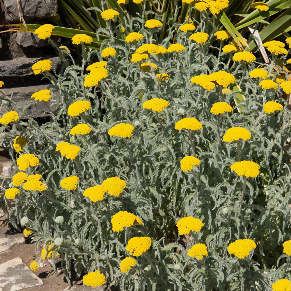 Achillée millefeuille Little Moonshine Achillea millefolium Little Moonshine