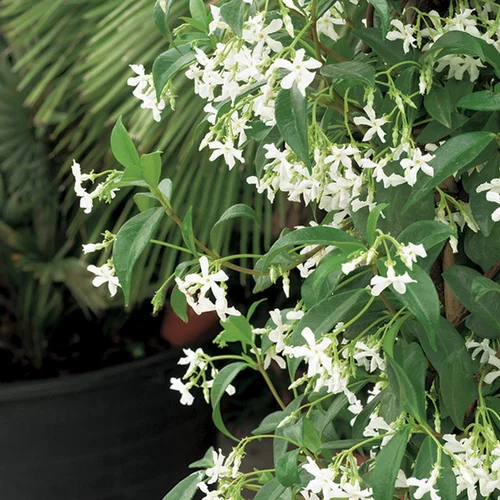 Jasmin étoilé. Le pot de 1,3 litres