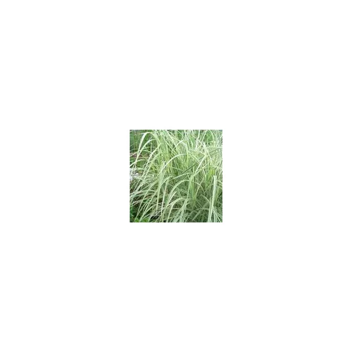 Miscanthus Morning Light - Le pot de 2 litres
