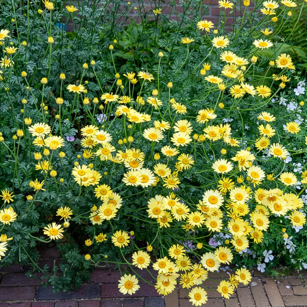 Camomille des teinturiers E.C. Buxton Anthemis x hybrida E.C. Buxton