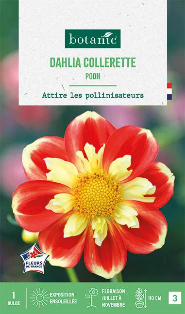 Bulbe de fleurs Dalhia collerette Pooh botanic® - 1 bulbe
