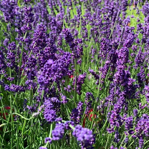 Lavande Hidcote Blue 20/40. Le pot de 3 litres