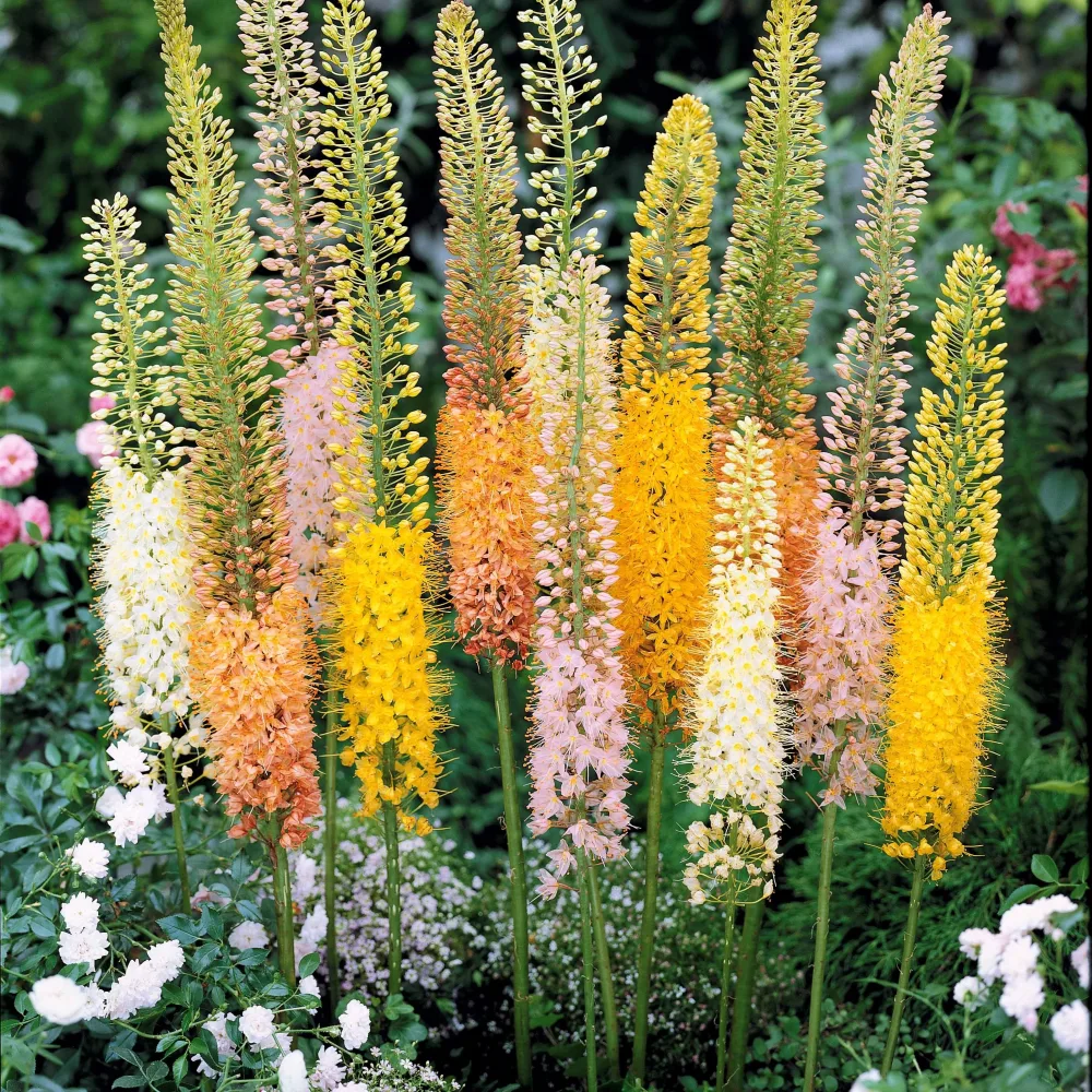 5 Eremurus en mélange Eremurus
