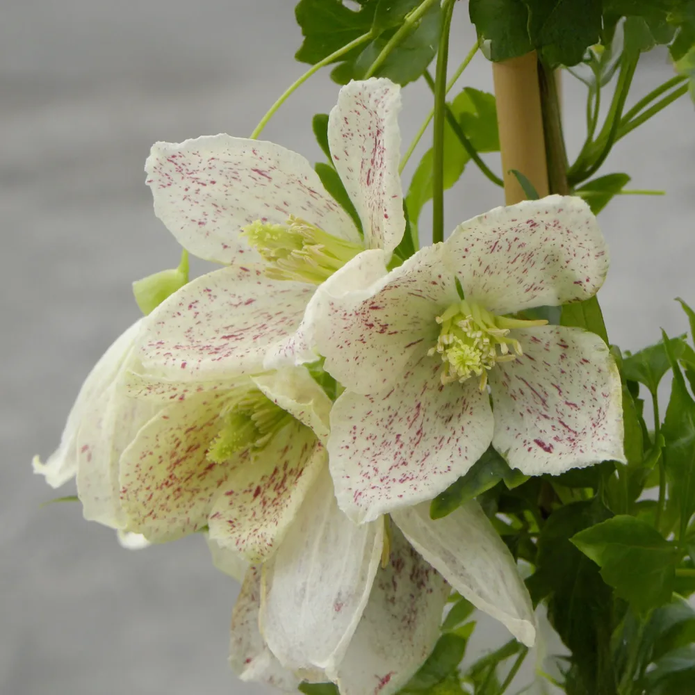 Clématite cireuse Winter Parasol Clematis cirrhosa Winter Parasol