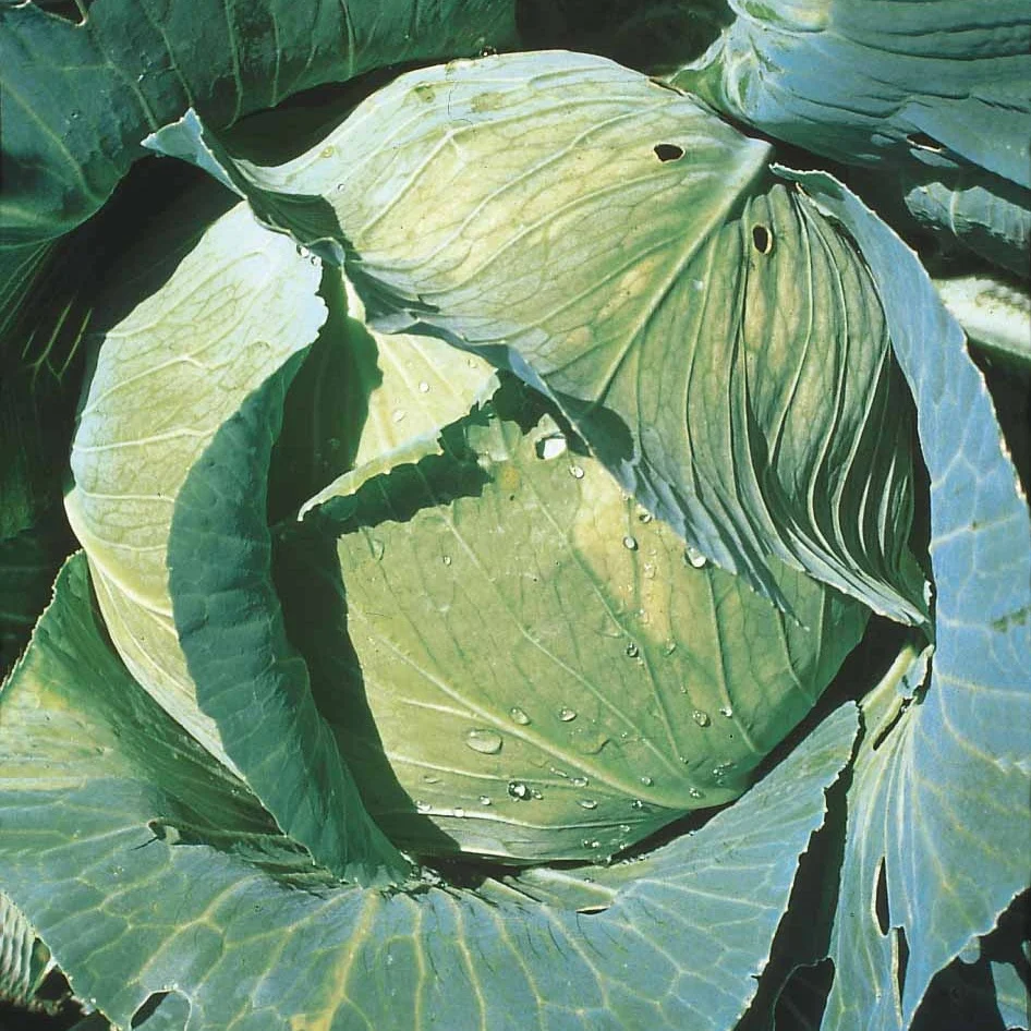 Chou cabus Quintal d'Alsace Brassica oleracea capitata quintal d'alsace