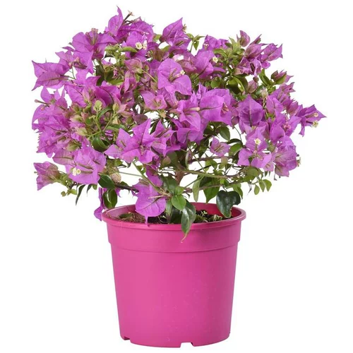 Bougainvillier ou Bougainvillée Californiana et Sanderiana à fleurs roses en touffe - Le pot Ø 14 cm