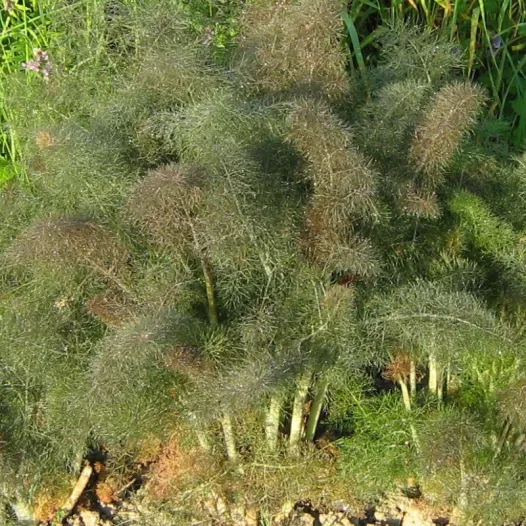 Graines de Fenouil Bronze bio | Graines aromatiques