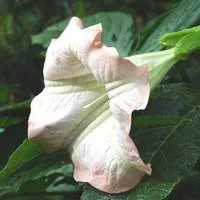 Dature Brugmansia - Le pot de 4 litres