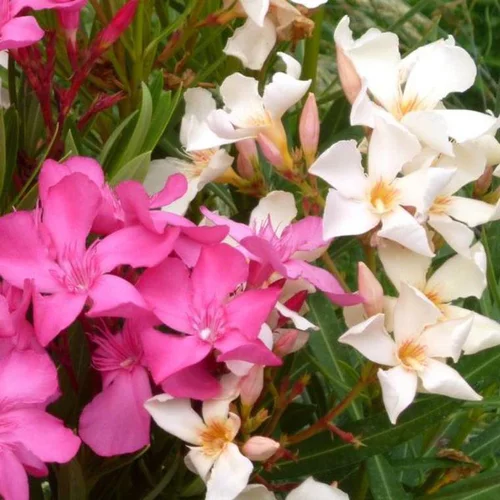 Nerium Oleander ¼ tige – Pot de 6,5L