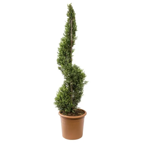 Cyprès de Leyland spirale (CUPRESSOCYPARIS PYRAMIDALIS) H120 cm, pot 14 L