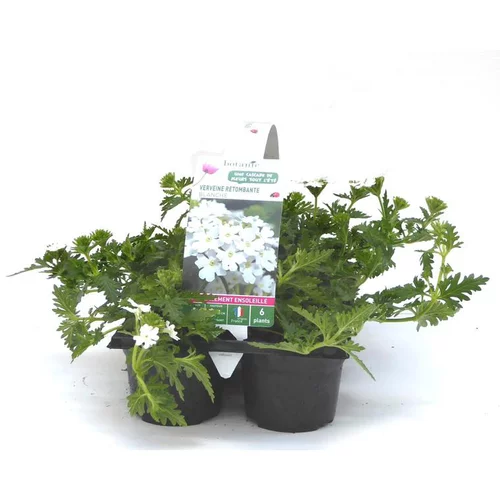Verveine retombante blanche - Le pack de 6 plants