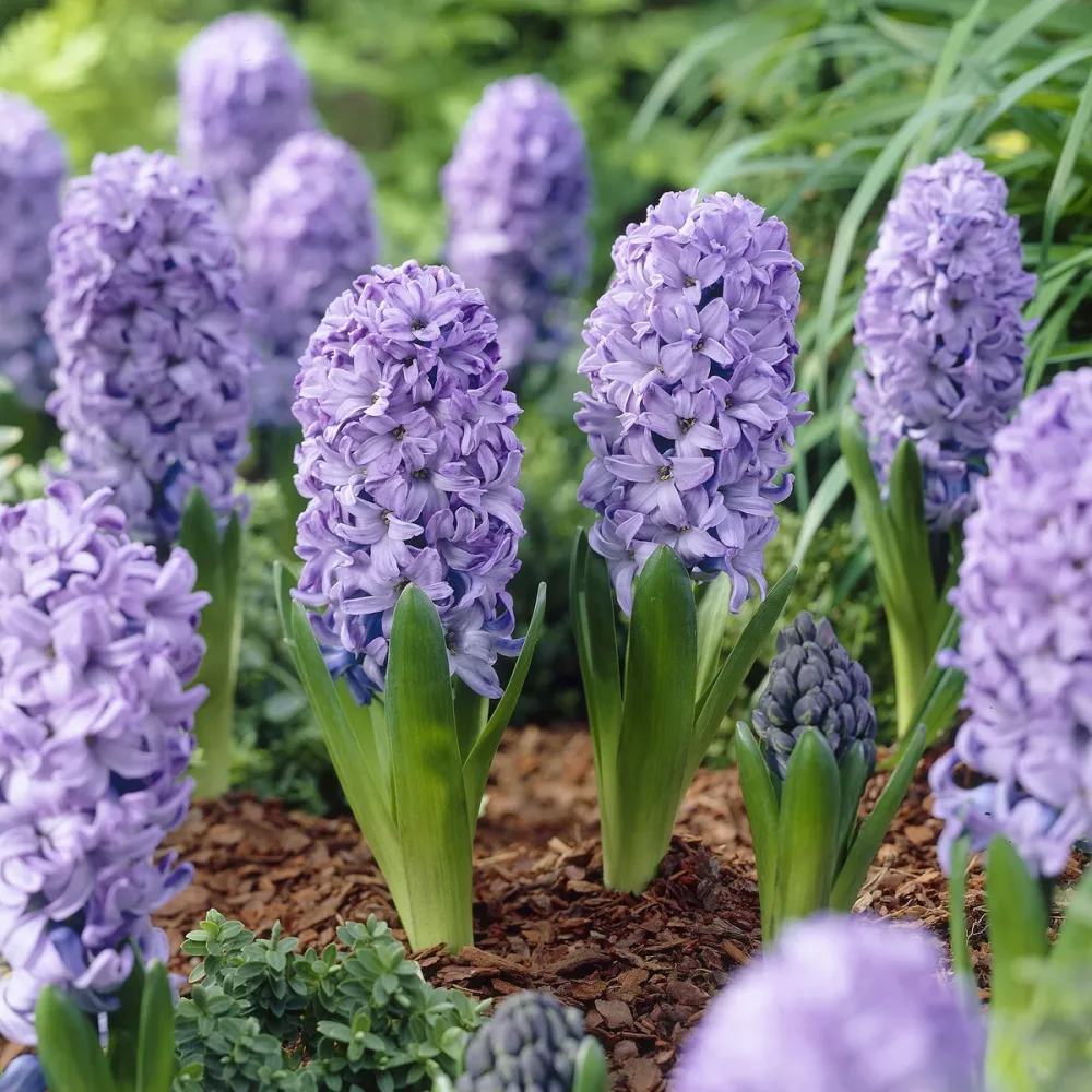 Jacinthe Delft Blue Hyacinthus orientalis Delft Blue