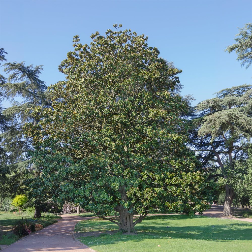 Magnolia grandiflora Alta Magnolia grandiflora Alta