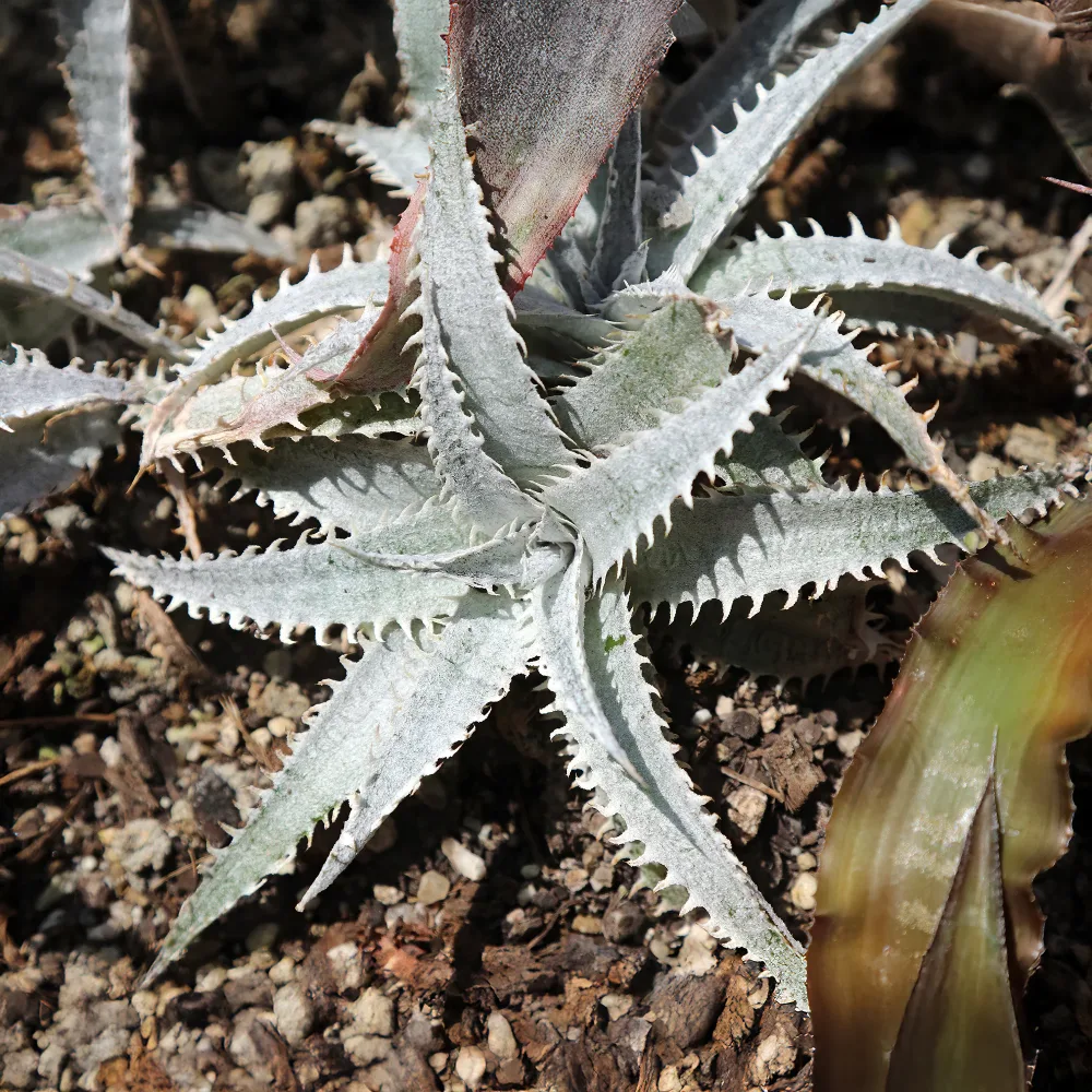 Dyckia Grand Marnier Dyckia Grand Marnier