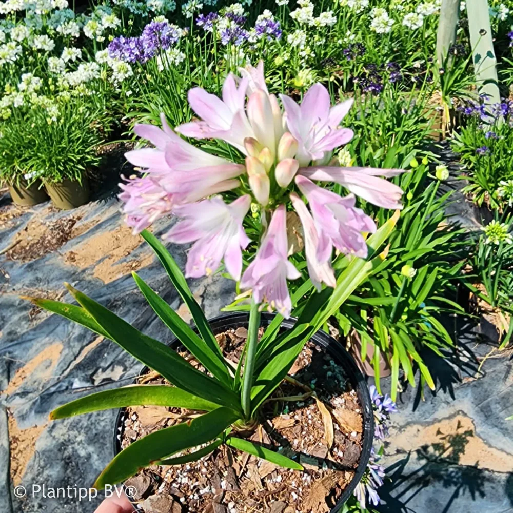 Agapanthe Blush Pink Agapanthus Blush Pink