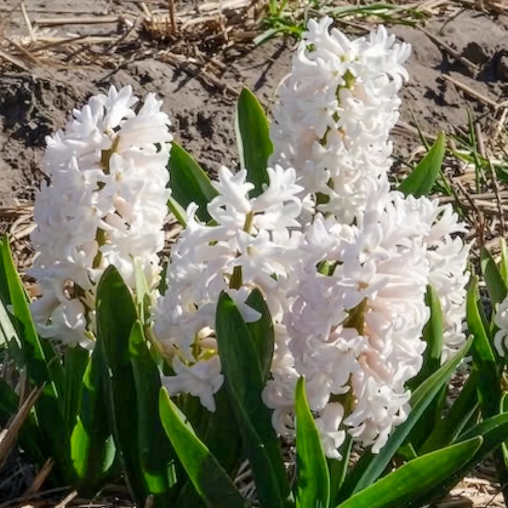 3 Jacinthes blanches Hyacinthus orientalis