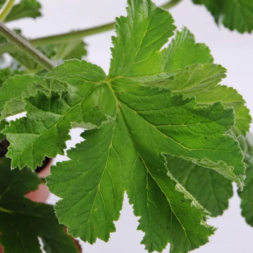Geranium Odorant - Le pot de 3 litres