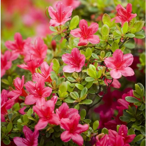 Azalée Japonaise variée (Azalea Japonica) 20/25. Le pot de 2 litres