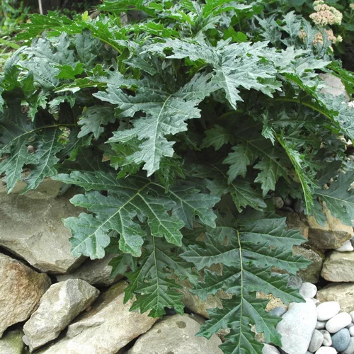 Acanthus Mollis. Le pot de 4 litres