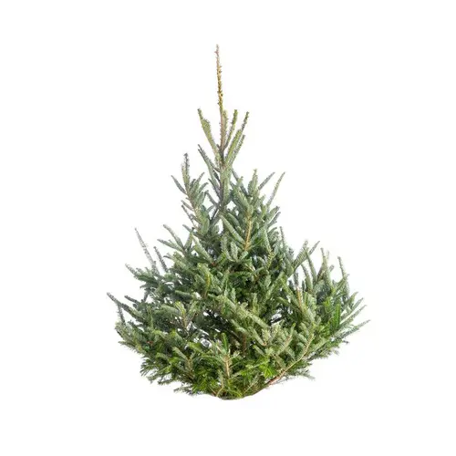 Sapin de Noël naturel coupé Fraseri - de 175 à 200 cm