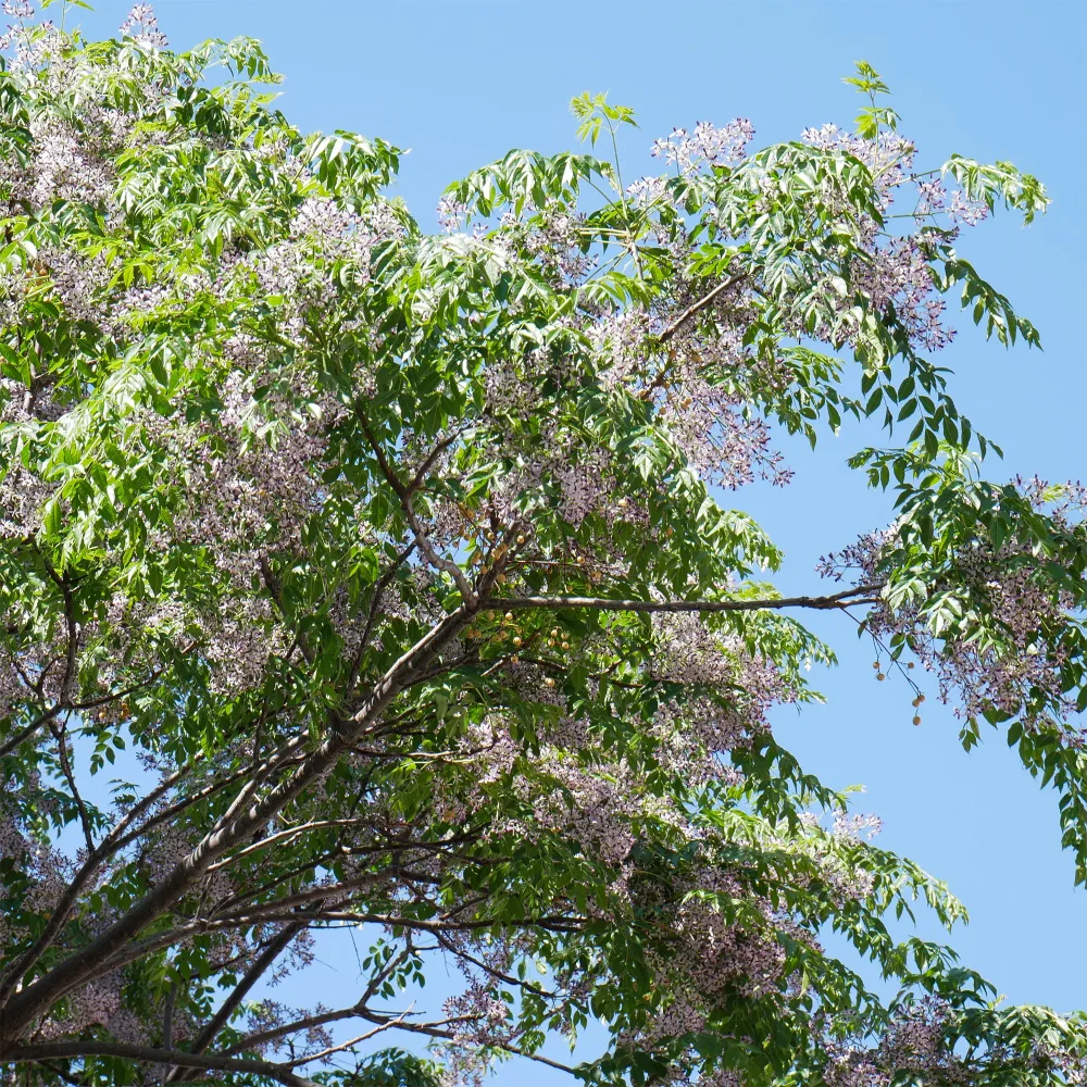 Lilas de Perse - Margousier Melia azedarach