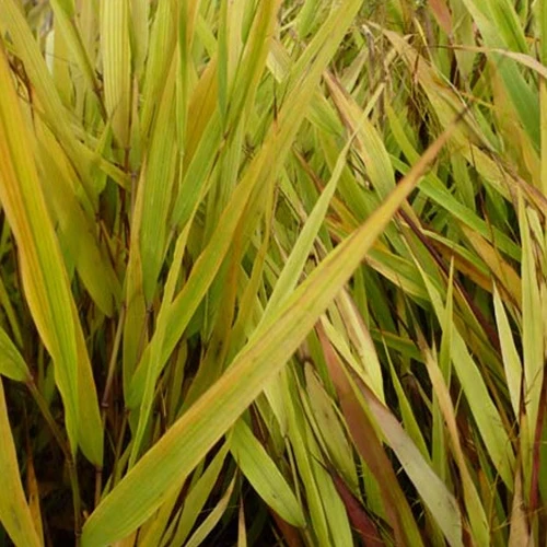 Herbe du Japon Beni-Kaze Hakonechloa macra beni-kaze