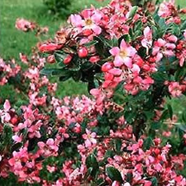 2 x Escallonia 'Donard Radiance' – 40-50 cm pot