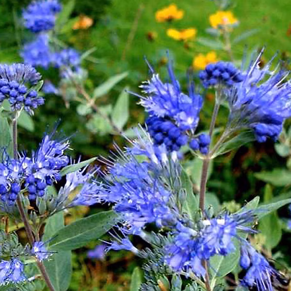 2 x Barbe-bleue – Caryopteris clandonensis 'Kew Blue', 30-40 cm pot