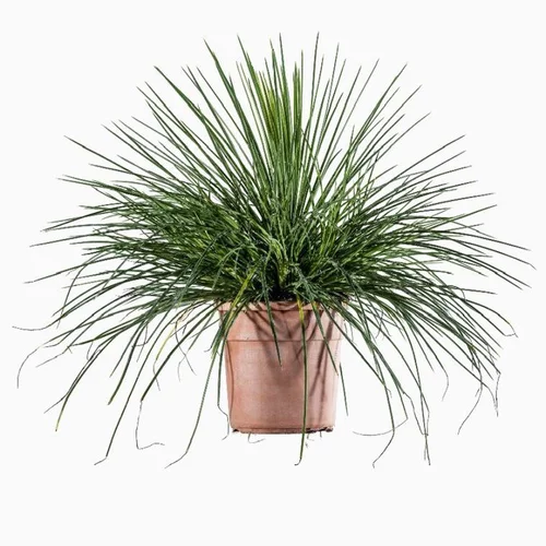 Agave Geminiflora touffe. Le pot de 3 litres