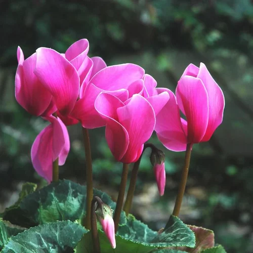 Mini cyclamen - Le pot de 0,5 litre