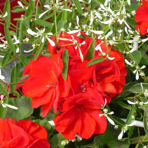 Composition de Géranium Calliope et Euphorbe à fleurs multicolores - Le pot de 4,5 litres