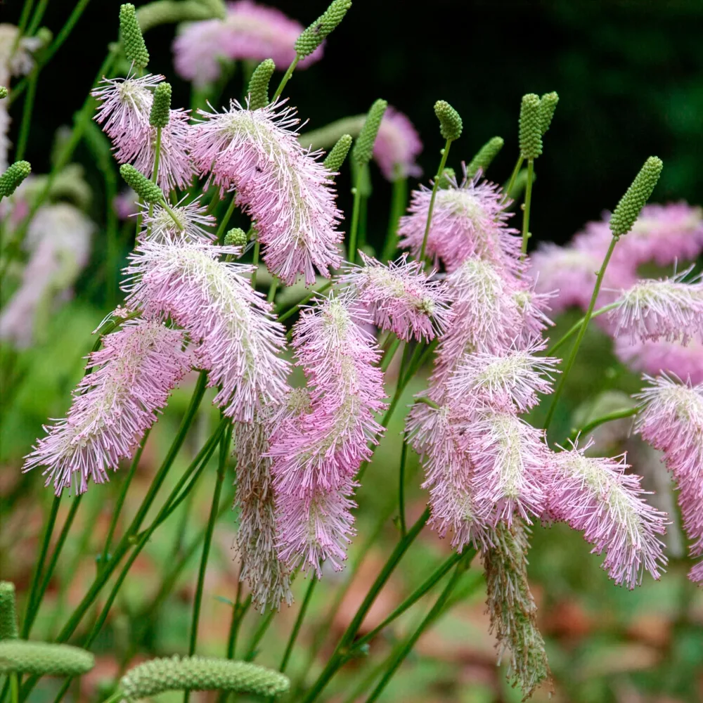 Pimprenelle Pink Brushes - Sanguisorbe Sanguisorba Pink Brushes