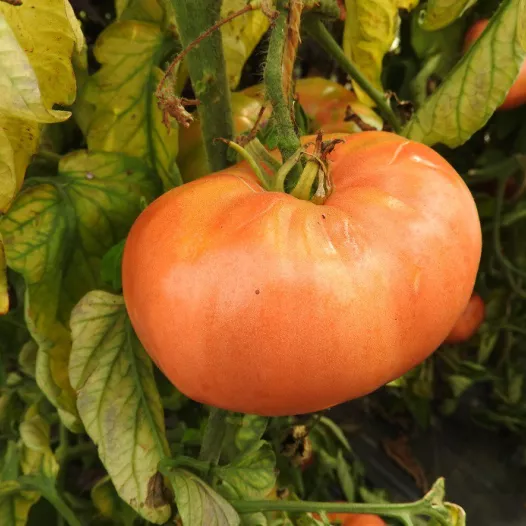 Tomate Belgian Farmer's | Semences bio et reproductibles