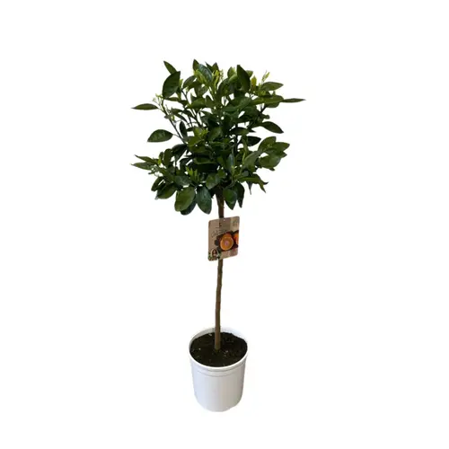 Mandarinier Satsuma zéro résidus. Le pot de 9 litres, forme 1/2 tige