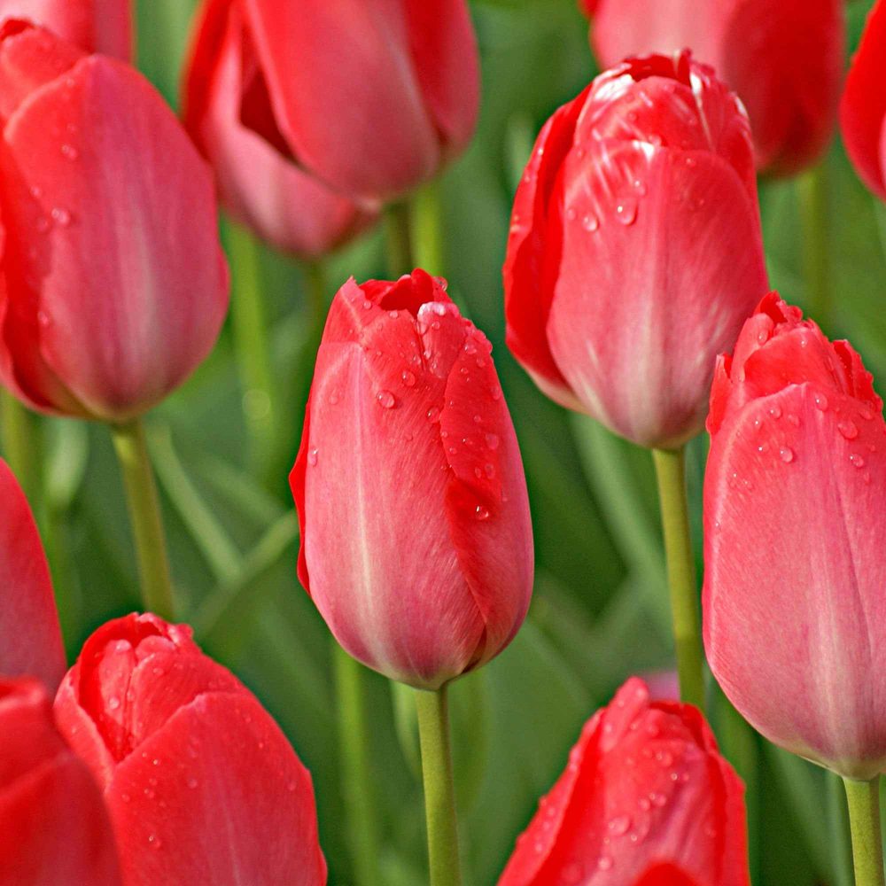 10 Tulipes Van Eijk Tulipa Van Eijk