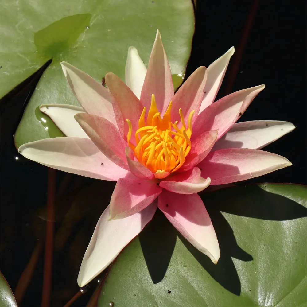 Nénuphar Sioux Nymphaea sioux