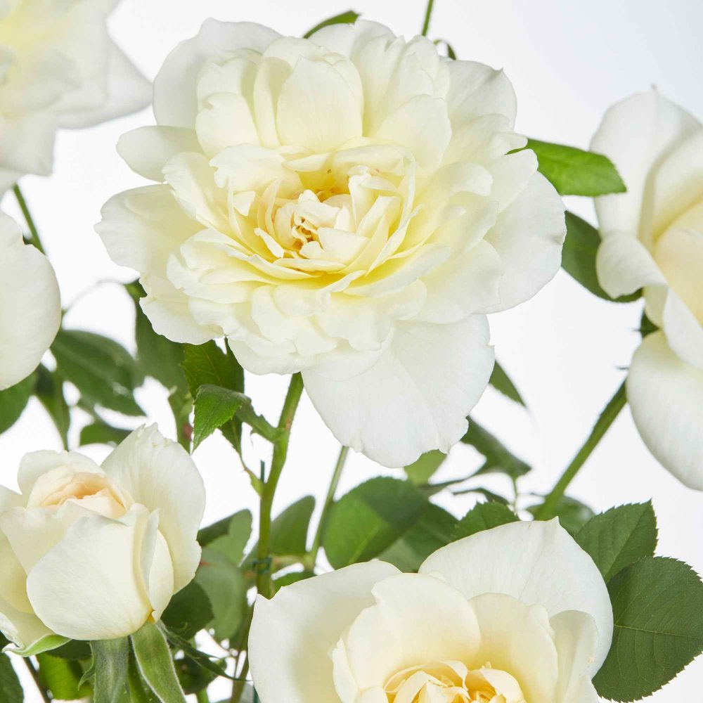 Rosier grimpant Crazy in Love crème Rosa Crazy in Love Vanilla