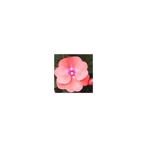 Impatiens. La cagette en bois de 14 plants