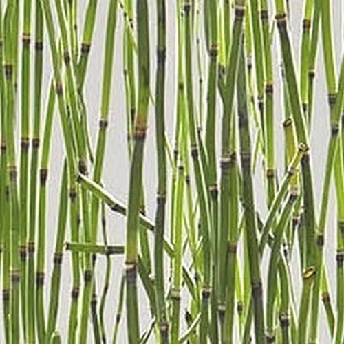 Prêle Japonaise en pot de 5 litres
