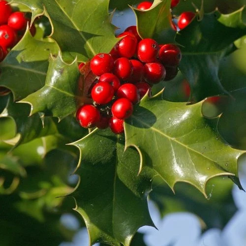 Houx commun Ilex aquifolium