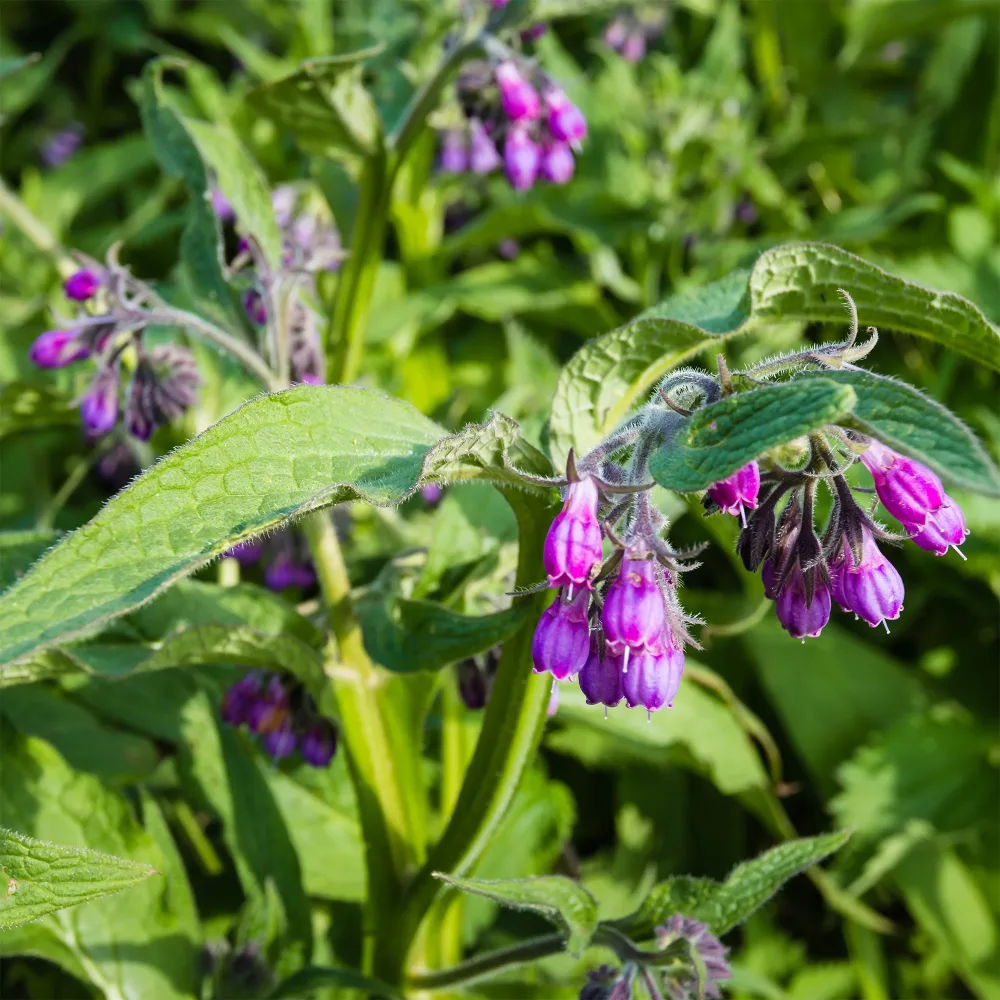 Consoude officinale Symphytum officinale