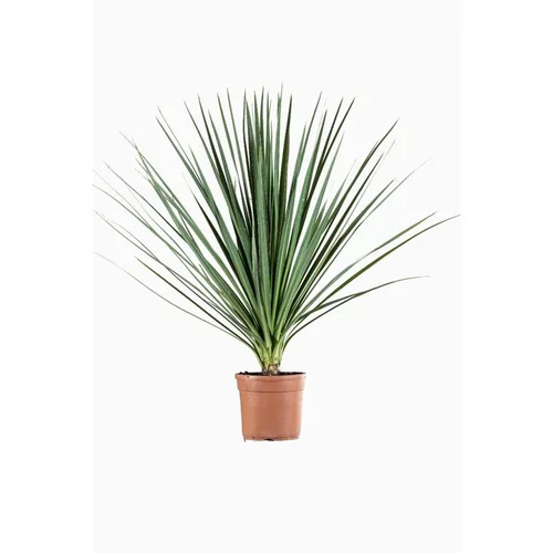 Cordyline en pot de 20 L vert