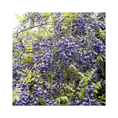 Glycine VIOLACEA PLENA. Le pot de 3 litres
