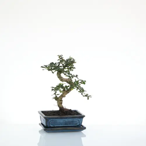 Bonsaï Carmona botanic® taille 4,2. Le pot