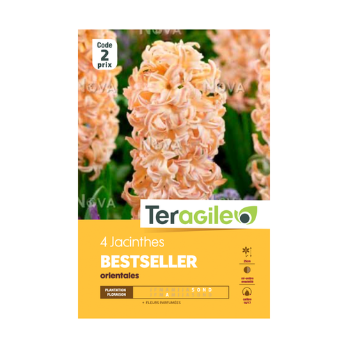 BULBES DE JACINTHES 'BESTSELLER' ORIENTALES - TERAGILE® - X4