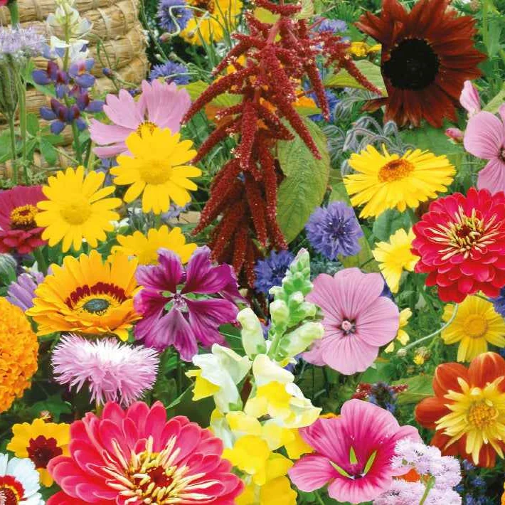Graines de fleurs pour les papillons et les abeilles - 7 m² - Bio